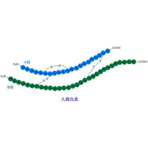 胰岛素合成技术