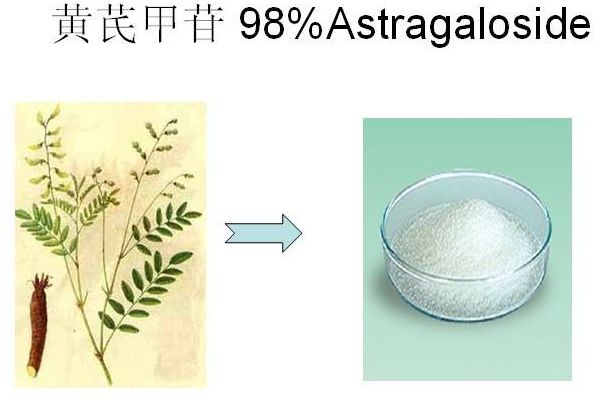 黃芪甲苷,AstragalosideIV