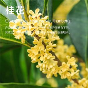 桂花精油,Osmanthus Absolute