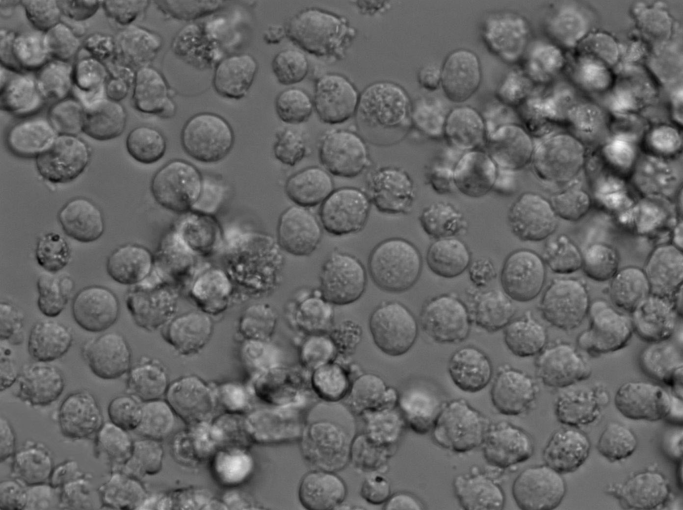 MJ Cell|人皮肤T淋巴细胞瘤细胞,MJ Cell