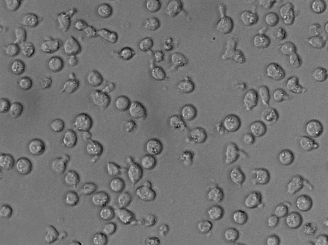 MyLa 2059 Cell|人皮肤T淋巴细胞瘤细胞,MyLa 2059 Cell