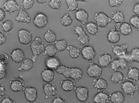 ME-1 [Human leukemia] Cell|人類急性髓系白血病細胞,ME-1 [Human leukemia] Cell