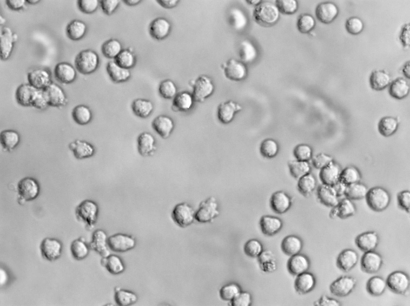 HEL 299 Cell|人红白细胞白血病细胞,HEL 299 Cell