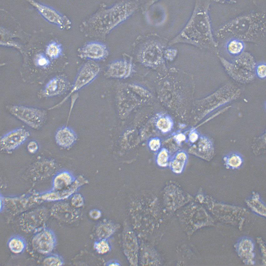 PLA-801D Cell|人高轉(zhuǎn)移肺癌細(xì)胞,PLA-801D Cell