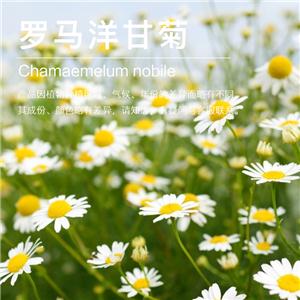 罗马洋甘菊精油,Chamomile Roman Oil