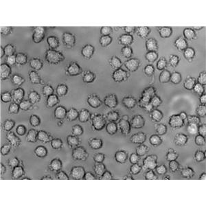 GDM-1 Cell|人白血病细胞