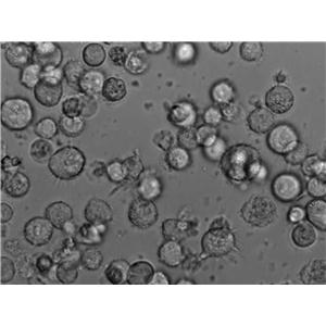 BCP-1 Cell|人B淋巴细胞瘤细胞