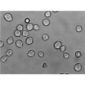 MUTZ-3 Cell|急性非淋巴白血病细胞