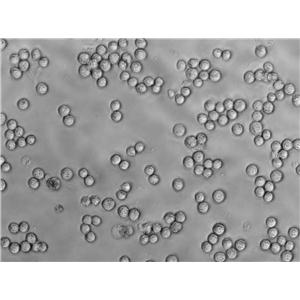 Mono-Mac-6 Cell|人急性单核细胞白血病细胞