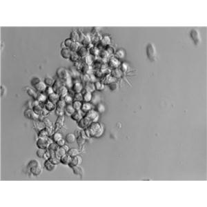 P388D1 Cell|小鼠淋巴样瘤细胞,P388D1 Cell