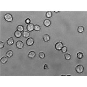 WEHI-3B Cell|小鼠髓样单核白血病细胞,WEHI-3B Cell