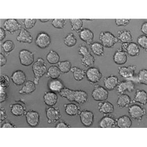 Nb2-11 Cell|大鼠淋巴瘤细胞