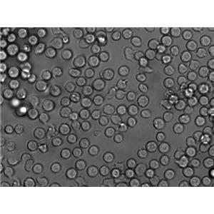 Mono-Mac-1 Cell|人急性单核细胞白血病细胞