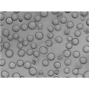 SHI-1 Cell|人单核细胞白血病细胞,SHI-1 Cell