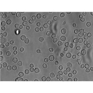 HPB-ALL Cell|人T淋巴细胞