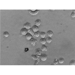 L-5178-Y-R Cell|小鼠淋巴瘤细胞