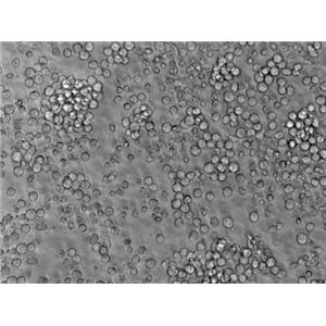 MT-3 [Human leukocytes] Cell|人脐血白细胞,MT-3 [Human leukocytes] Cell