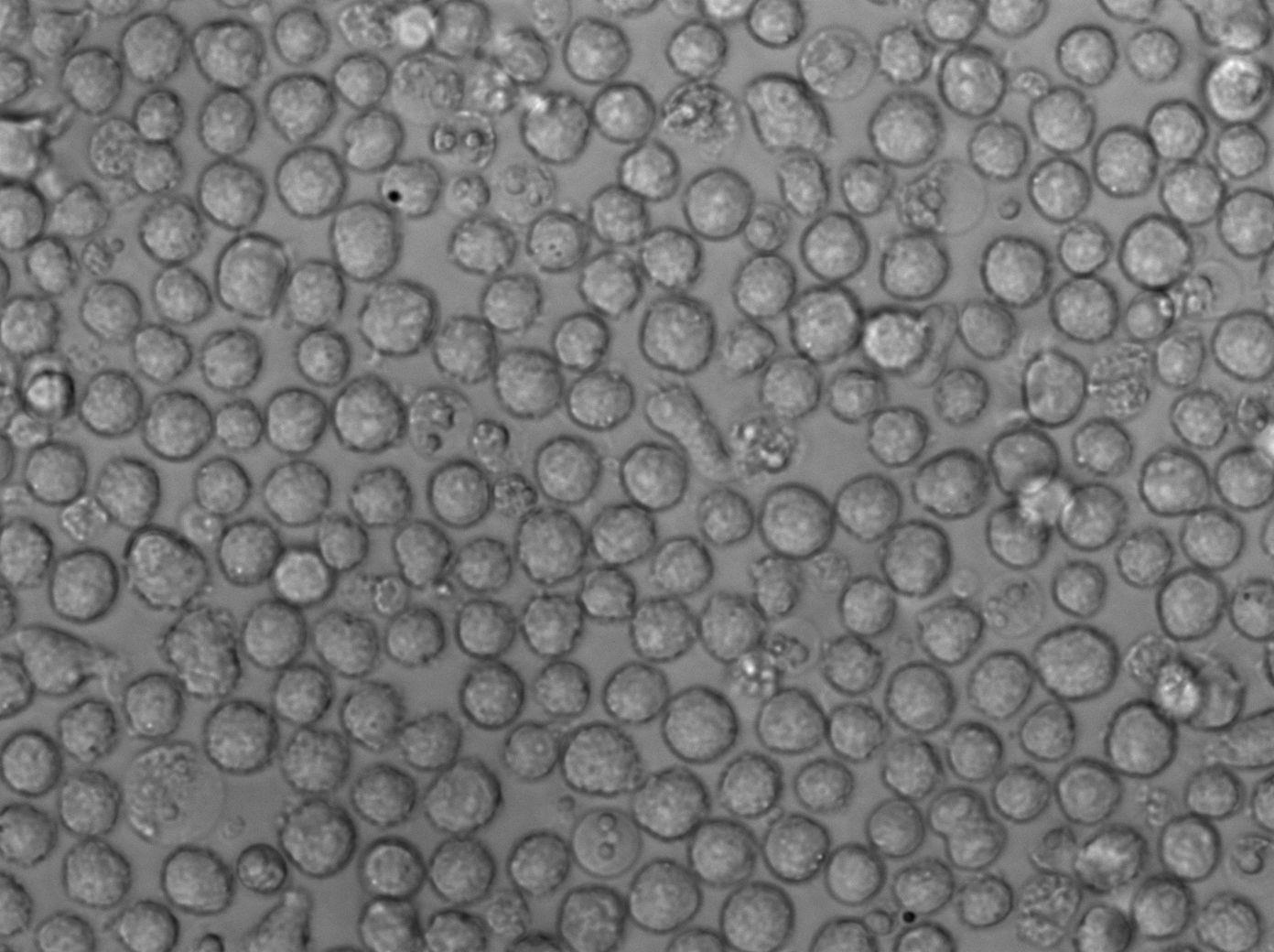 MOLT-4人急性淋巴母细胞性白血病复苏细胞(附STR鉴定报告),MOLT-4