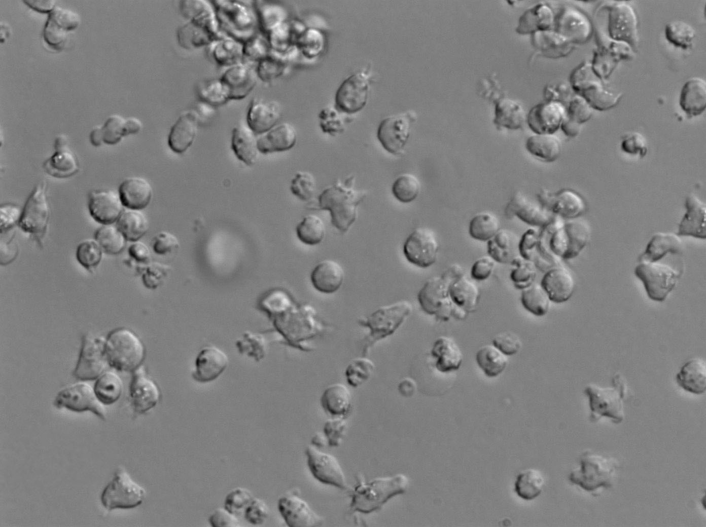 AML-193人急性单核细胞白血病单核复苏细胞(附STR鉴定报告),AML-193