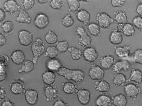 HL-60 Clone 15人急性早幼粒细胞白血病复苏细胞(附STR鉴定报告),HL-60 Clone 15