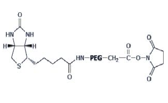 α-生物素-ω-琥珀酰亚胺乙酸酯基聚乙二醇,Biotin-PEG-SCM