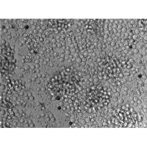 Kasumi-6急性髓系细胞白血病复苏细胞(附STR鉴定报告)