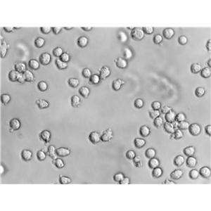 Kasumi-6急性髓系细胞白血病复苏细胞(附STR鉴定报告),Kasumi-6