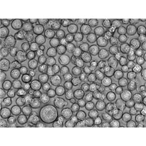 HH [Human lymphoma]人皮肤T淋巴细胞瘤复苏细胞(附STR鉴定报告),HH [Human lymphoma