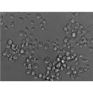 Mono-Mac-6人急性单核细胞白血病复苏细胞(附STR鉴定报告)