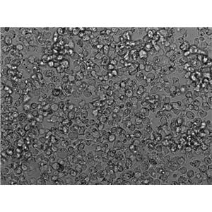 Mono-Mac-6人急性单核细胞白血病复苏细胞(附STR鉴定报告),Mono-Mac-6