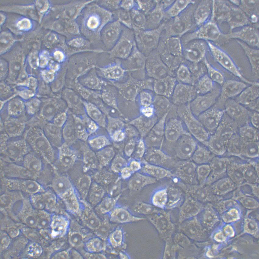 TM3 Cells(赠送Str鉴定报告)|小鼠睾丸间质细胞,TM3 Cells