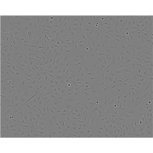 RWPE-1 Cells(赠送Str鉴定报告)|人正常前列腺上皮细胞