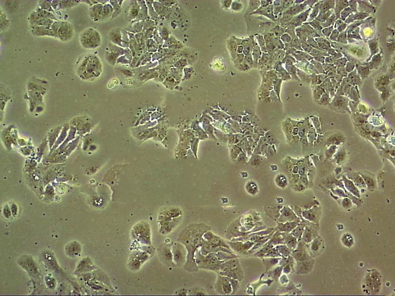 HaCaT Cell|人永生化表皮细胞,HaCaT Cell