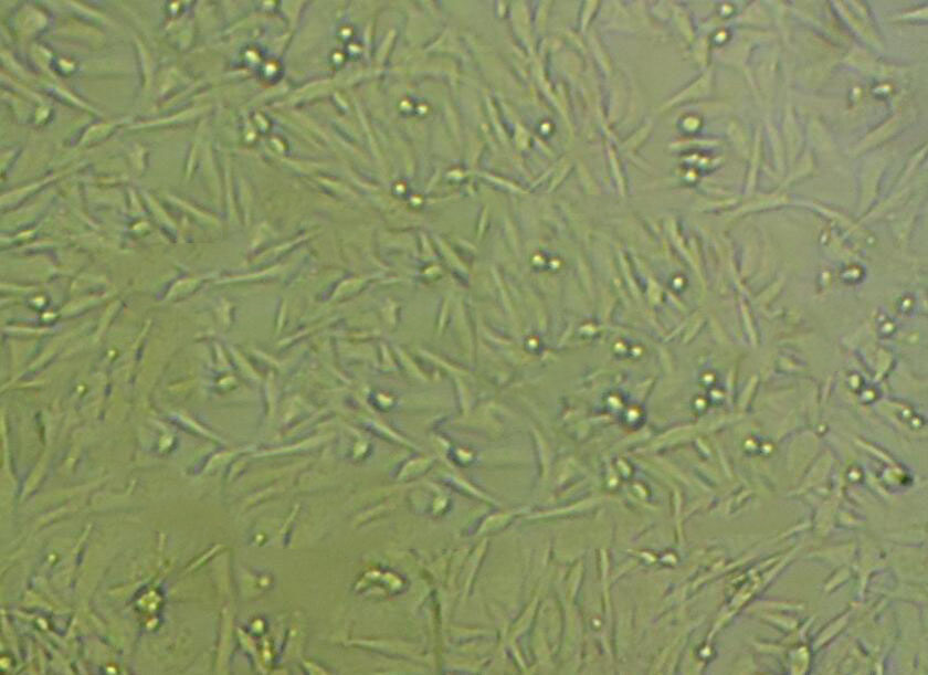 HK-2 [Human kidney] Cell|人肾小管上皮细胞,HK-2 [Human kidney] Cell