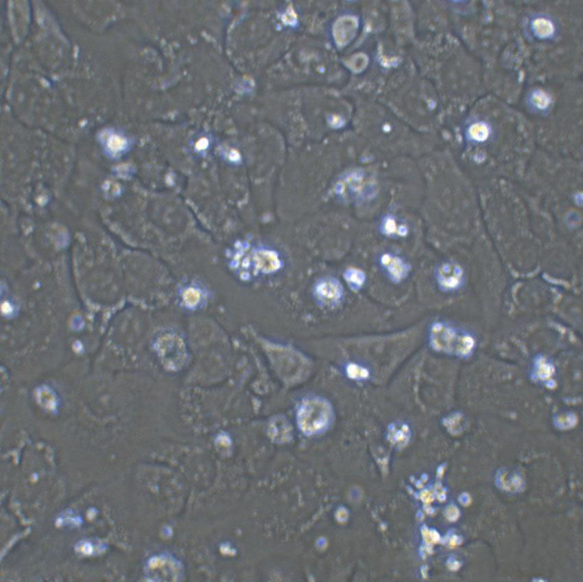 786-O Cell|人肾透明细胞腺癌细胞,786-O Cell
