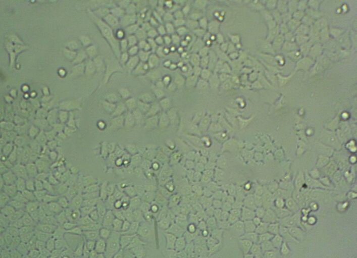 GP2-293 Cell|人胚肾上皮包装细胞,GP2-293 Cell