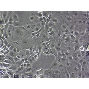 HPAF-II Cell|人胰腺癌细胞