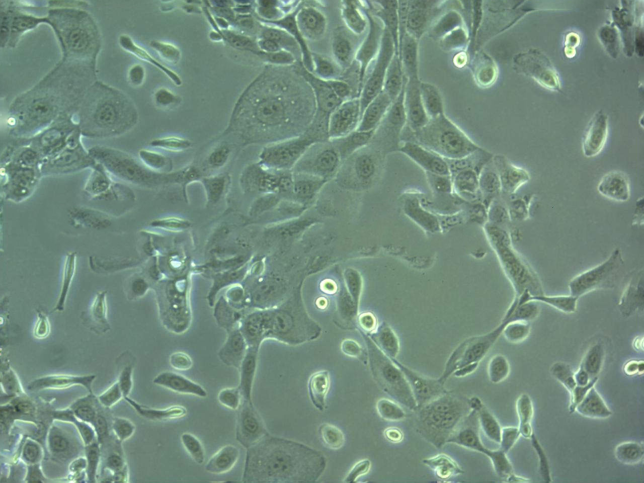 C32 [Human melanoma] Cell|人黑色素瘤细胞,C32 [Human melanoma] Cell