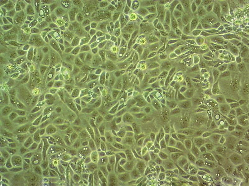 8505C Cell|人甲状腺癌细胞,8505C Cell|