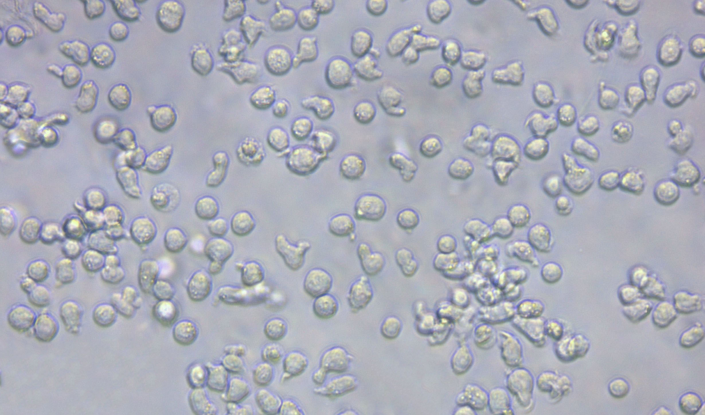 T2:人淋巴母复苏细胞(提供STR鉴定图谱),T2