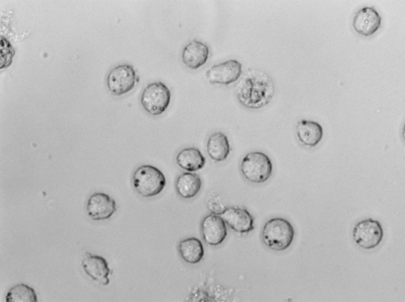 Kasumi-6:急性髓系细胞白血病复苏细胞(提供STR鉴定图谱),Kasumi-6