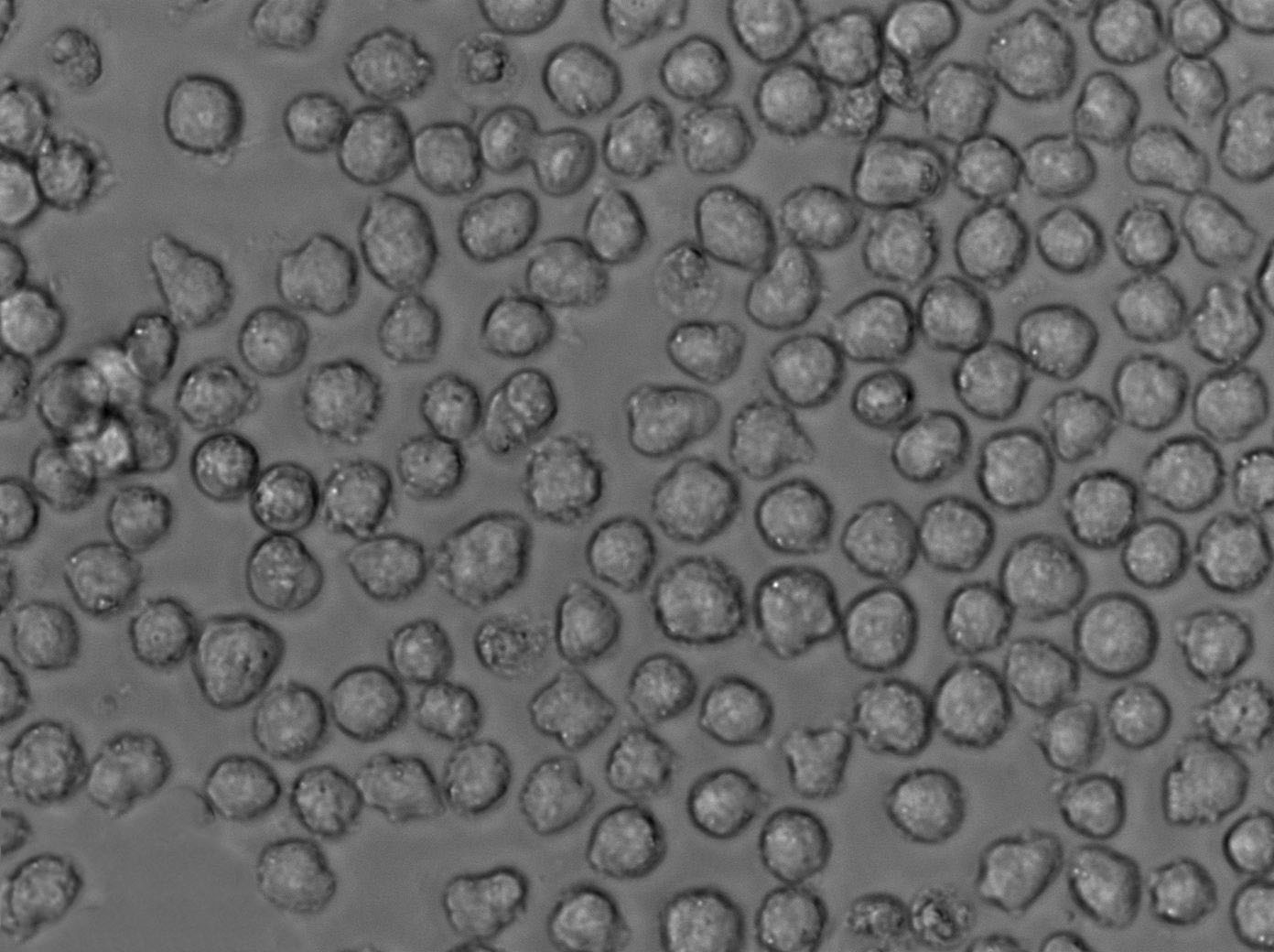 OCI-AML-3:人急性髓细胞性白血病复苏细胞(提供STR鉴定图谱),OCI-AML-3