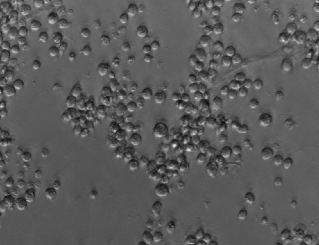 Cates-1B:人睾丸淋巴胚胎性癌复苏细胞(提供STR鉴定图谱),Cates-1B