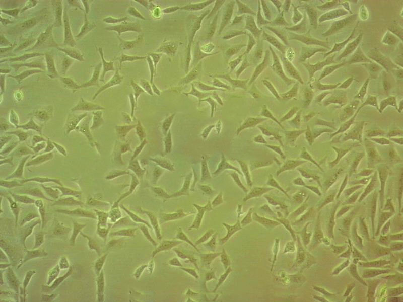 NCI-H2122 Cell|人肺癌细胞TE-4 Cell|人食管癌细胞,TE-4 Cell
