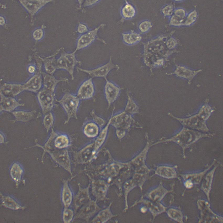 COR-L105 Cell|人原发性非小细胞肺癌细胞,COR-L105 Cell