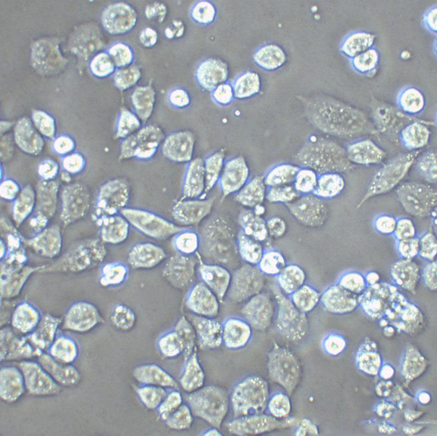 NCI-H28 Cell|人恶性间皮瘤细胞,NCI-H28 Cell