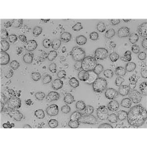 HL-60:人原髓细胞白血病复苏细胞(提供STR鉴定图谱)
