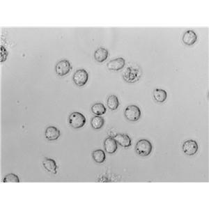 Kasumi-6:急性髓系细胞白血病复苏细胞(提供STR鉴定图谱)