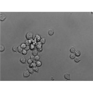 Kasumi-1:人红白血病复苏细胞(提供STR鉴定图谱)