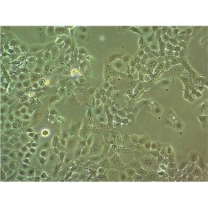 KP-4 Cell|人胰腺导管细胞癌细胞